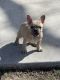French Bulldog Puppies for sale in WHT SETTLEMT, TX 76108, USA. price: NA