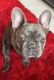 French Bulldog Puppies for sale in Hollywood, FL, USA. price: $2,500