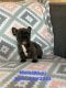 French Bulldog Puppies for sale in Southwest Ranches, FL, USA. price: $6,500