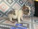 French Bulldog Puppies for sale in Southwest Ranches, FL, USA. price: $7,500