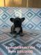 French Bulldog Puppies for sale in Southwest Ranches, FL, USA. price: $8,500