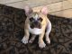 French Bulldog Puppies for sale in Sebring, FL, USA. price: $1,800