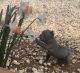 French Bulldog Puppies for sale in Folsom, CA 95630, USA. price: $3,500