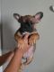 French Bulldog Puppies for sale in Reading, PA, USA. price: $2,800