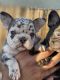 French Bulldog Puppies for sale in Lake Elsinore, CA, USA. price: $5,000
