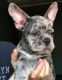 French Bulldog Puppies for sale in Manhattan, New York, NY, USA. price: NA
