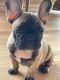 French Bulldog Puppies for sale in Redlands, CA, USA. price: NA