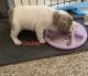 French Bulldog Puppies for sale in Augusta County, VA, USA. price: $2,500