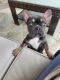 French Bulldog Puppies for sale in Eastvale, CA, USA. price: NA