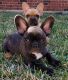 French Bulldog Puppies for sale in Tomball, TX, USA. price: $3,000