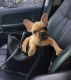 French Bulldog Puppies for sale in Tomball, TX, USA. price: $3,500