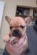 French Bulldog Puppies for sale in Ellensburg, WA, USA. price: NA