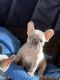 French Bulldog Puppies for sale in Cottonwood, AZ, USA. price: $3,500
