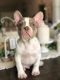 French Bulldog Puppies for sale in Palm Bay, FL, USA. price: $3,000
