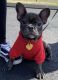 French Bulldog Puppies for sale in Shelton, CT 06484, USA. price: $7,000