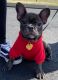 French Bulldog Puppies for sale in Shelton, CT 06484, USA. price: $6,500