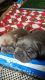 French Bulldog Puppies for sale in Noblesville, IN, USA. price: NA