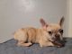 French Bulldog Puppies for sale in Riverside, CA 92509, USA. price: $5,000