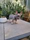 French Bulldog Puppies for sale in Riverside, CA 92509, USA. price: $4,000