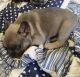 French Bulldog Puppies for sale in Jacksonville, NC 28540, USA. price: NA