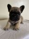 French Bulldog Puppies for sale in Anaheim, CA 92801, USA. price: $2,800