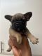 French Bulldog Puppies for sale in Anaheim, CA 92801, USA. price: $2,800