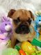 French Bulldog Puppies for sale in Billings, MT, USA. price: $3,700
