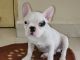 French Bulldog Puppies for sale in Warje, Pune, Maharashtra, India. price: 25000 INR