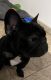 French Bulldog Puppies for sale in Kissimmee, FL, USA. price: $2,700