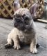 French Bulldog Puppies for sale in Coral Gables, FL, USA. price: NA