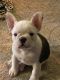 French Bulldog Puppies for sale in Shelby Twp, MI, USA. price: $3,500
