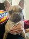 French Bulldog Puppies for sale in Sunnyvale, CA, USA. price: $1,500