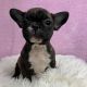 French Bulldog Puppies for sale in Chesapeake, VA 23321, USA. price: $2,700