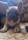 French Bulldog Puppies for sale in Jacksonville, NC 28540, USA. price: NA