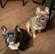 French Bulldog Puppies for sale in Richmond, VA, USA. price: $3,500