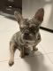 French Bulldog Puppies for sale in 150 Sunny Isles Blvd, Sunny Isles Beach, FL 33160, USA. price: $12,000