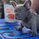 French Bulldog Puppies for sale in Rancho Cucamonga, CA, USA. price: $4,000