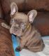 French Bulldog Puppies for sale in Davie, FL, USA. price: NA