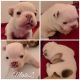 French Bulldog Puppies for sale in Grants Pass, OR, USA. price: NA