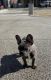 French Bulldog Puppies for sale in Dearborn Heights, MI, USA. price: NA