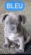 French Bulldog Puppies for sale in Detroit, MI, USA. price: $8,500