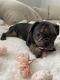 French Bulldog Puppies for sale in Roseville, CA, USA. price: $2,200
