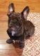 French Bulldog Puppies for sale in New Kent, VA 23124, USA. price: NA