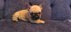 French Bulldog Puppies for sale in Parker, CO, USA. price: $3,000