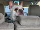 French Bulldog Puppies for sale in Joliet, IL 60432, USA. price: $2,300
