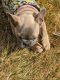 French Bulldog Puppies for sale in Cedar City, UT 84720, USA. price: $200,000