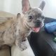 French Bulldog Puppies for sale in Los Angeles, CA 90037, USA. price: NA