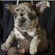 French Bulldog Puppies for sale in Freeport, NY, USA. price: NA