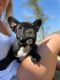 French Bulldog Puppies for sale in Melissa, TX 75454, USA. price: NA
