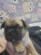 French Bulldog Puppies for sale in West Lebanon, NH 03784, USA. price: NA